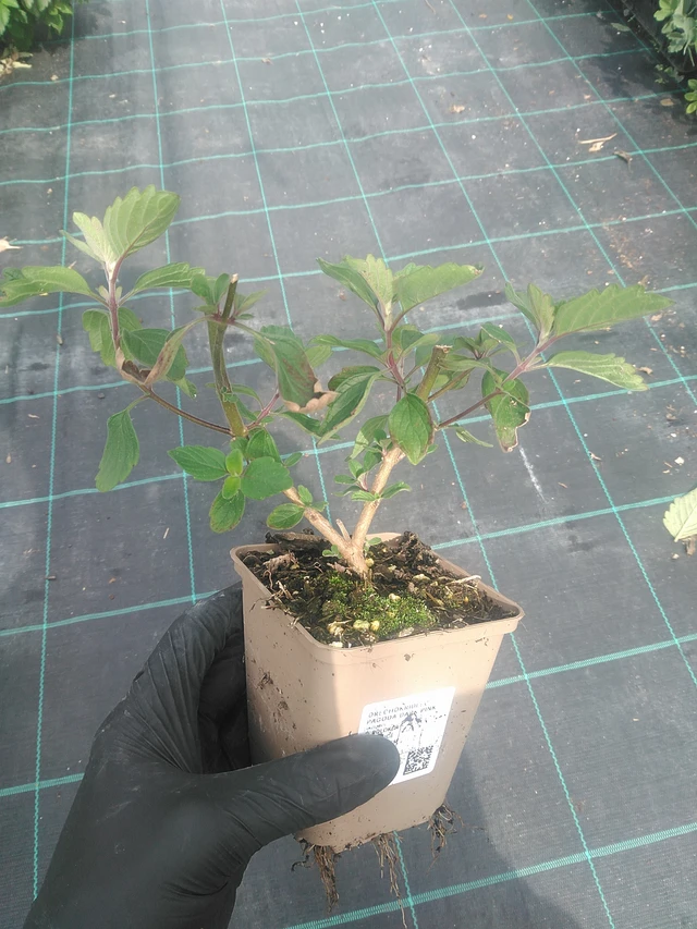 Ořechokřídlec Pagoda Dark Pink - 10. 9. 2025