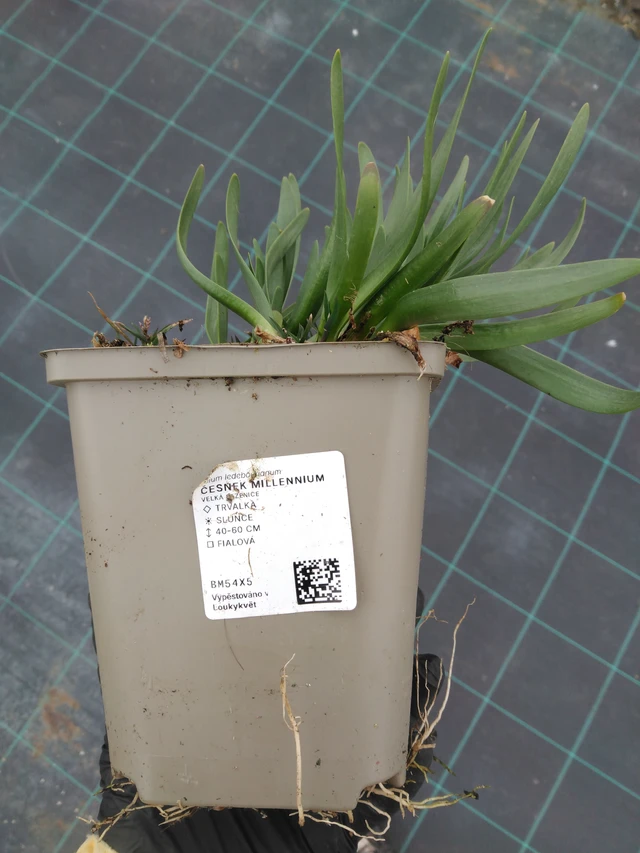 Díszhagyma Millennium - 1. 4. 2026