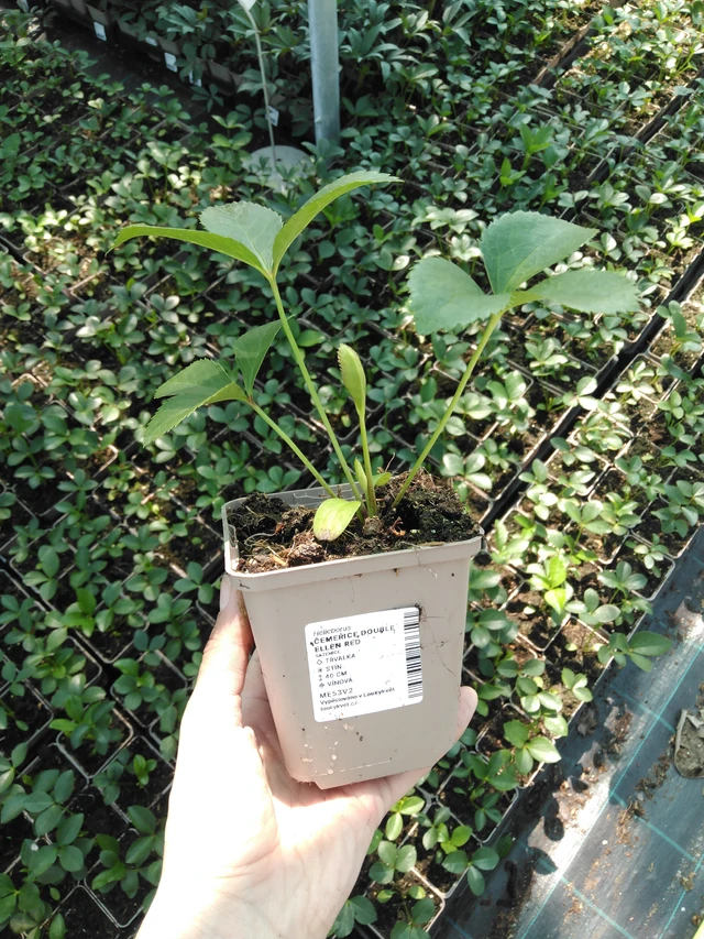 Hunyor Double Ellen Red - 2024