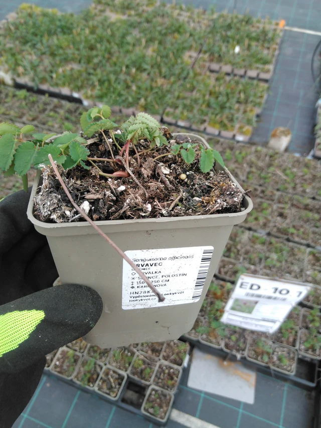 Krvavec - 8. 4. 2025