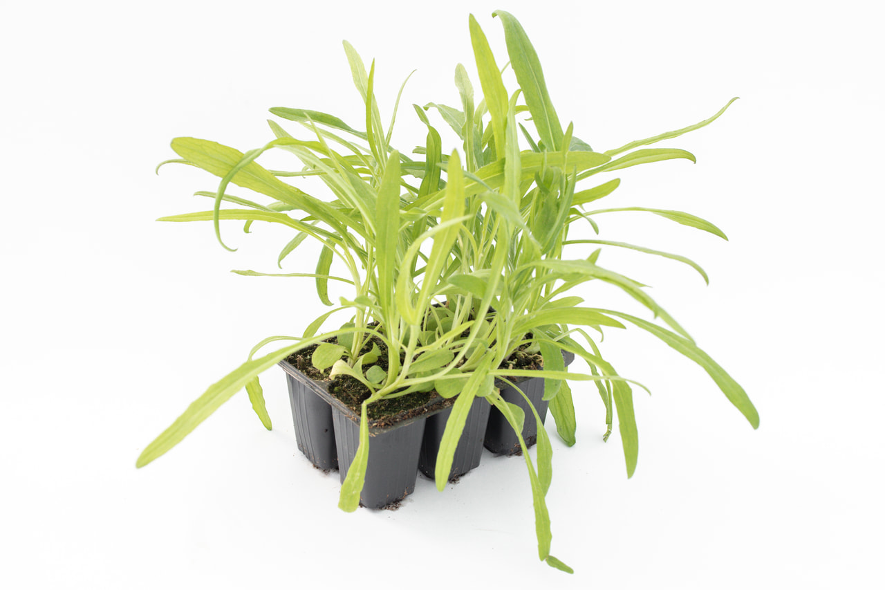 Korenbloem Classic Magic, Loukykvět