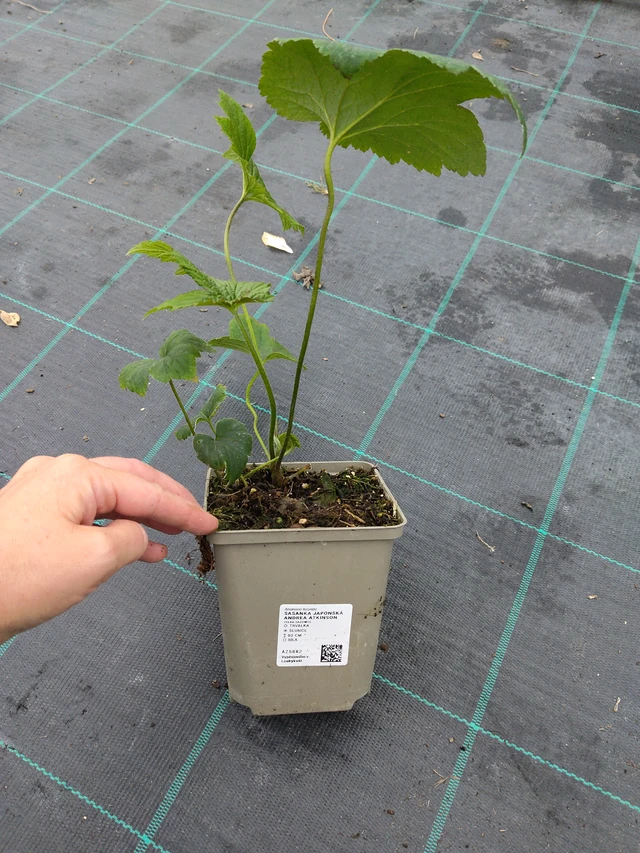 Sasanka japonská Andrea Atkinson - 10. 9. 2025