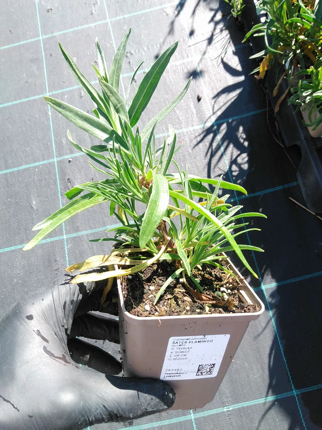 Baby's Breath Flamingo - 19. 8. 2025