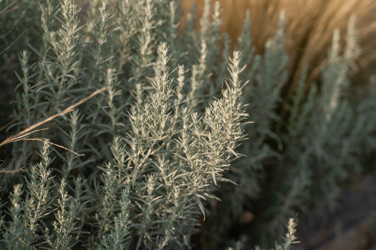 Pelyněk Ludvíkův Silver Queen, Loukykvět