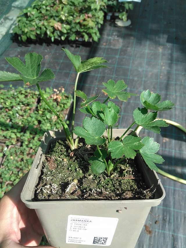 Jarmanka - 27. 6. 2025