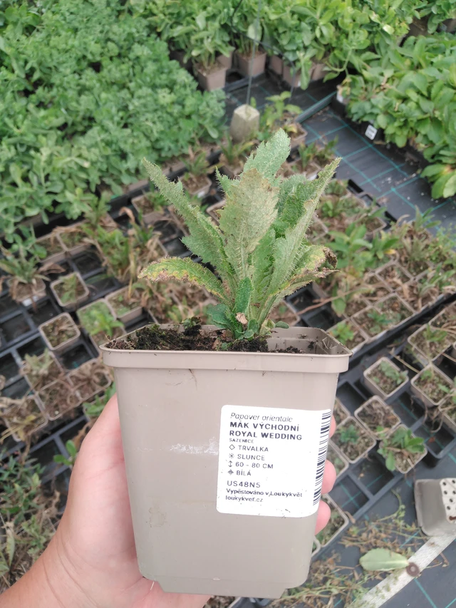 Idänunikko Royal Wedding - 2024