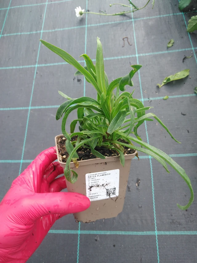 Baby's Breath Flamingo - 31. 7. 2025