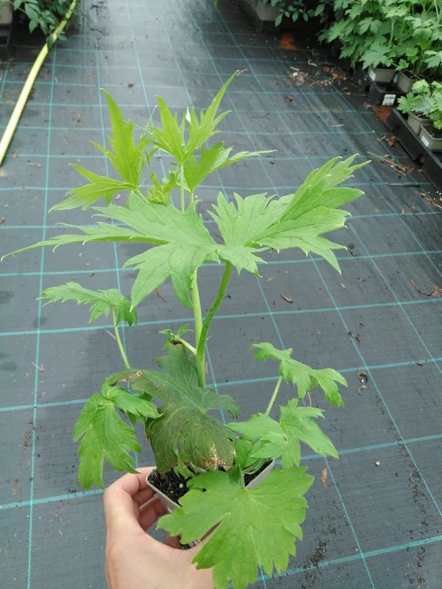 Larkspur Magic Fountains White (Dark Bee) - 28. 7. 2025