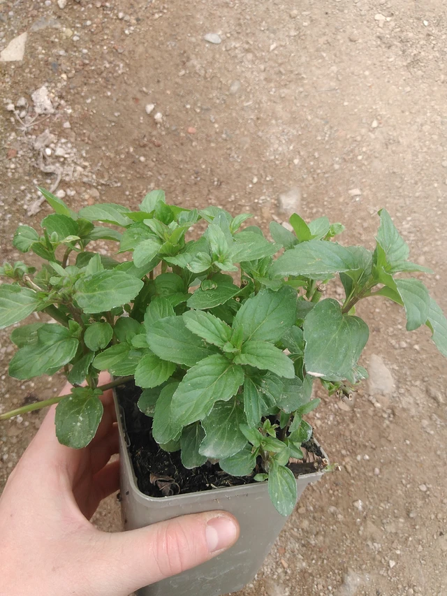 Menta albahaca - 17. 7. 2025