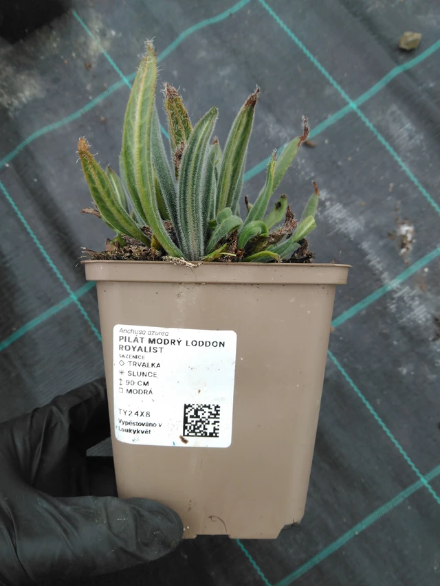 Pilát modrý - 1. 4. 2026