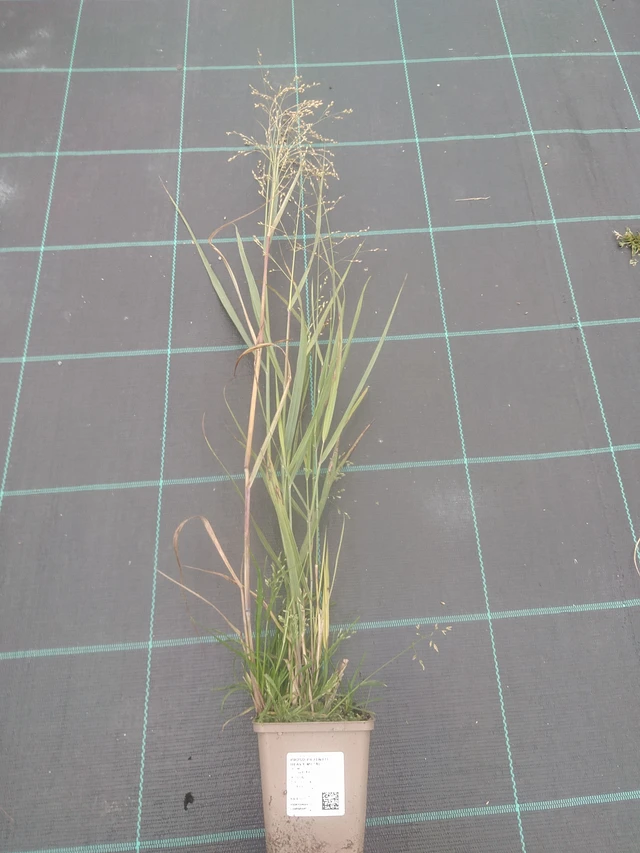 Hirssi Heavy Metal - 10. 10. 2025