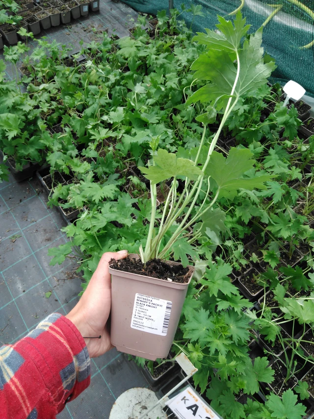 Ritarinkannus Benary’s Pacific Black Knight - 2024