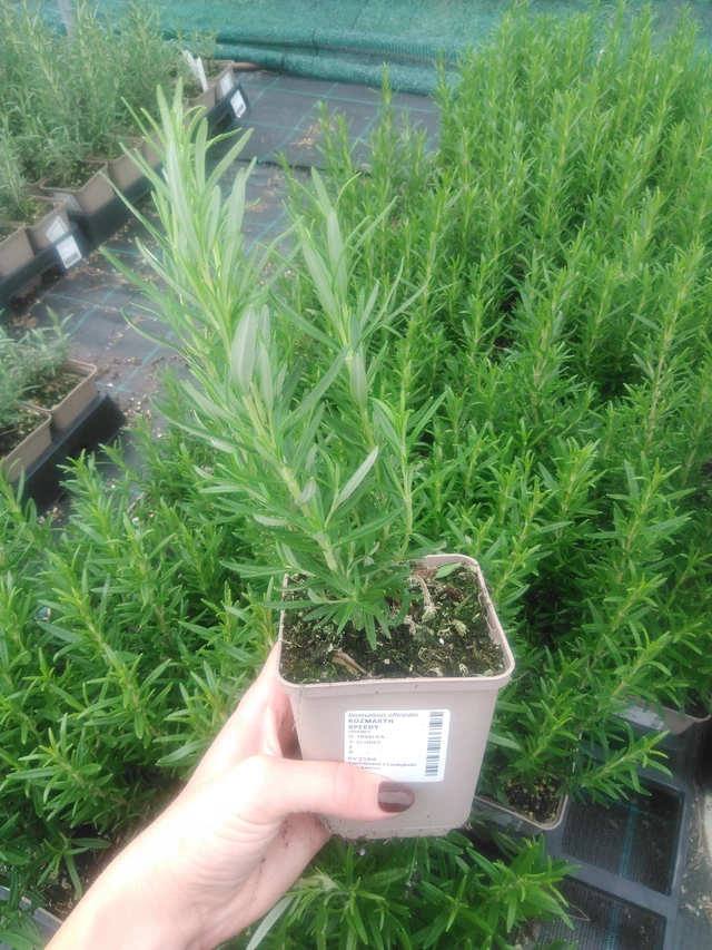 Rozmarýn Speedy - 2024