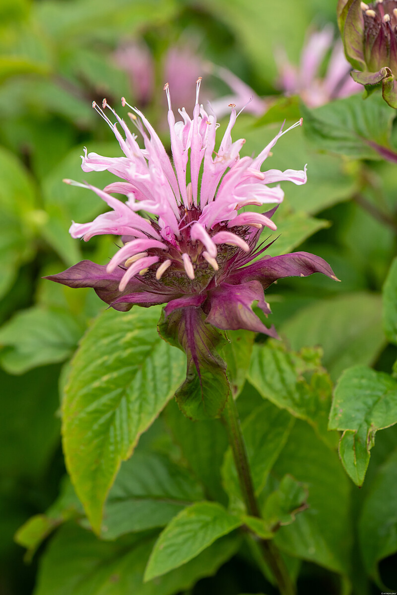 Monarda Beauty of Cobham, Loukykvět
