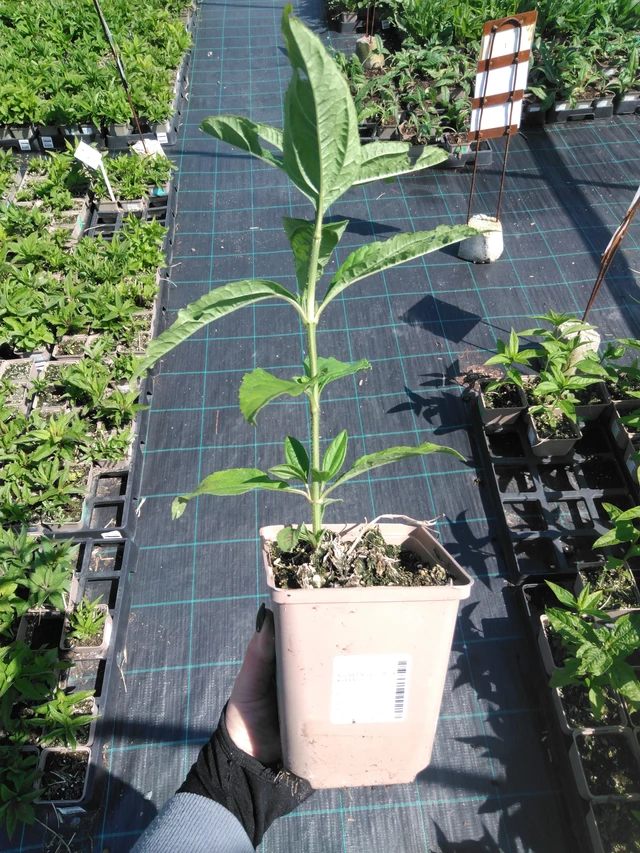 Girasol Lemon Queen - 13. 5. 2025