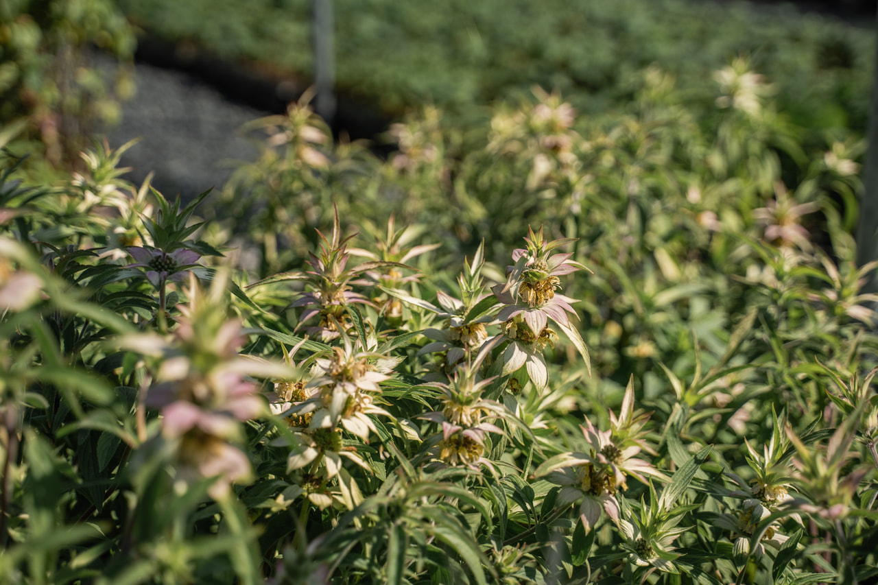 Monarda punctata, Loukykvět
