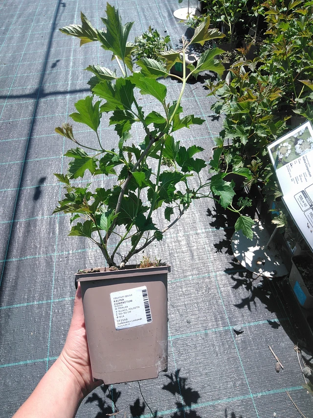 Viburnum Compactum - 13. 5. 2025