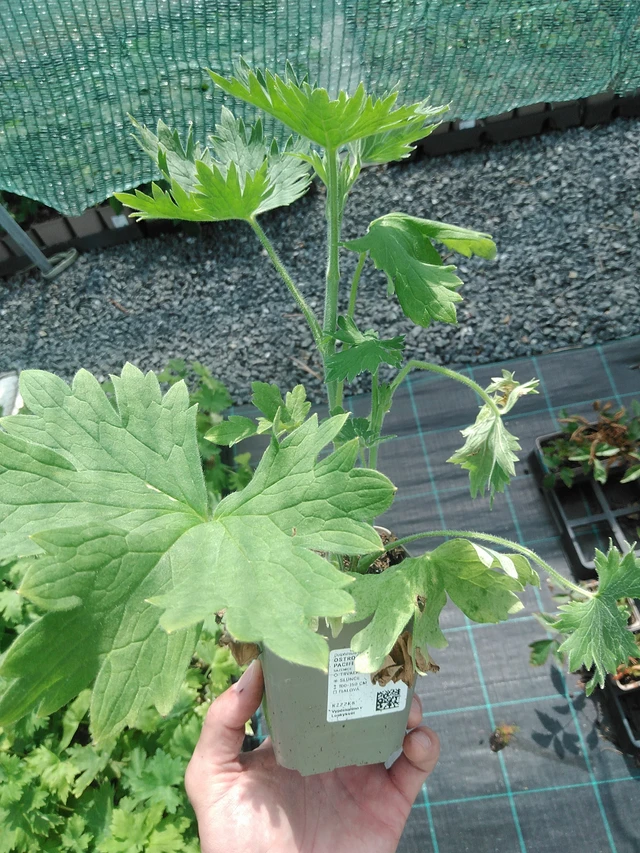 Delphinium Benary’s Pacific King Arthur - 24. 6. 2025