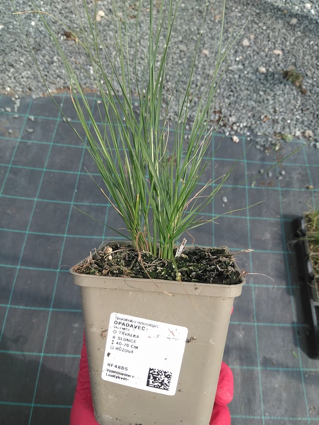 Opadavec - 10. 7. 2025