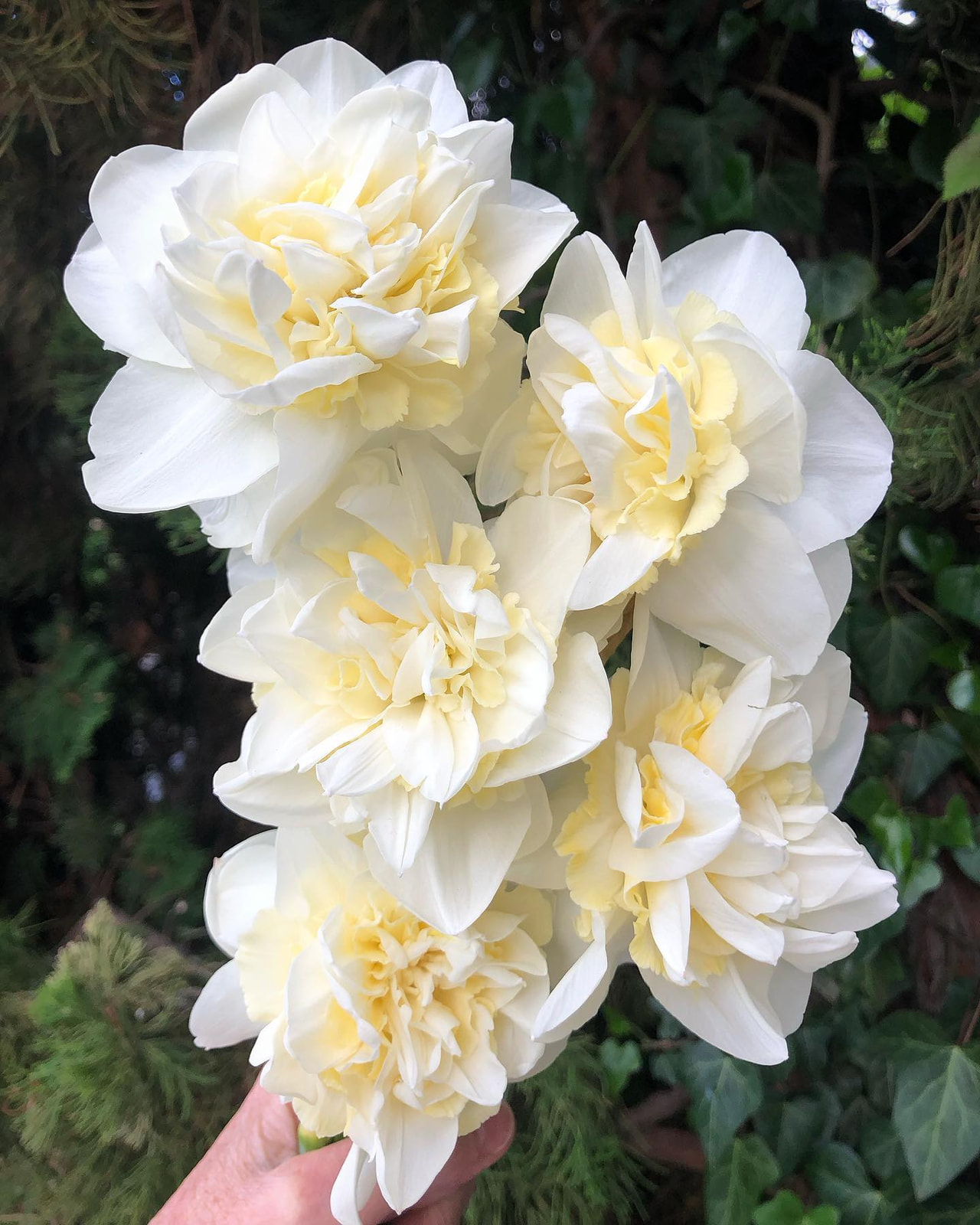 Narcis Young Devotion, Loukykvět