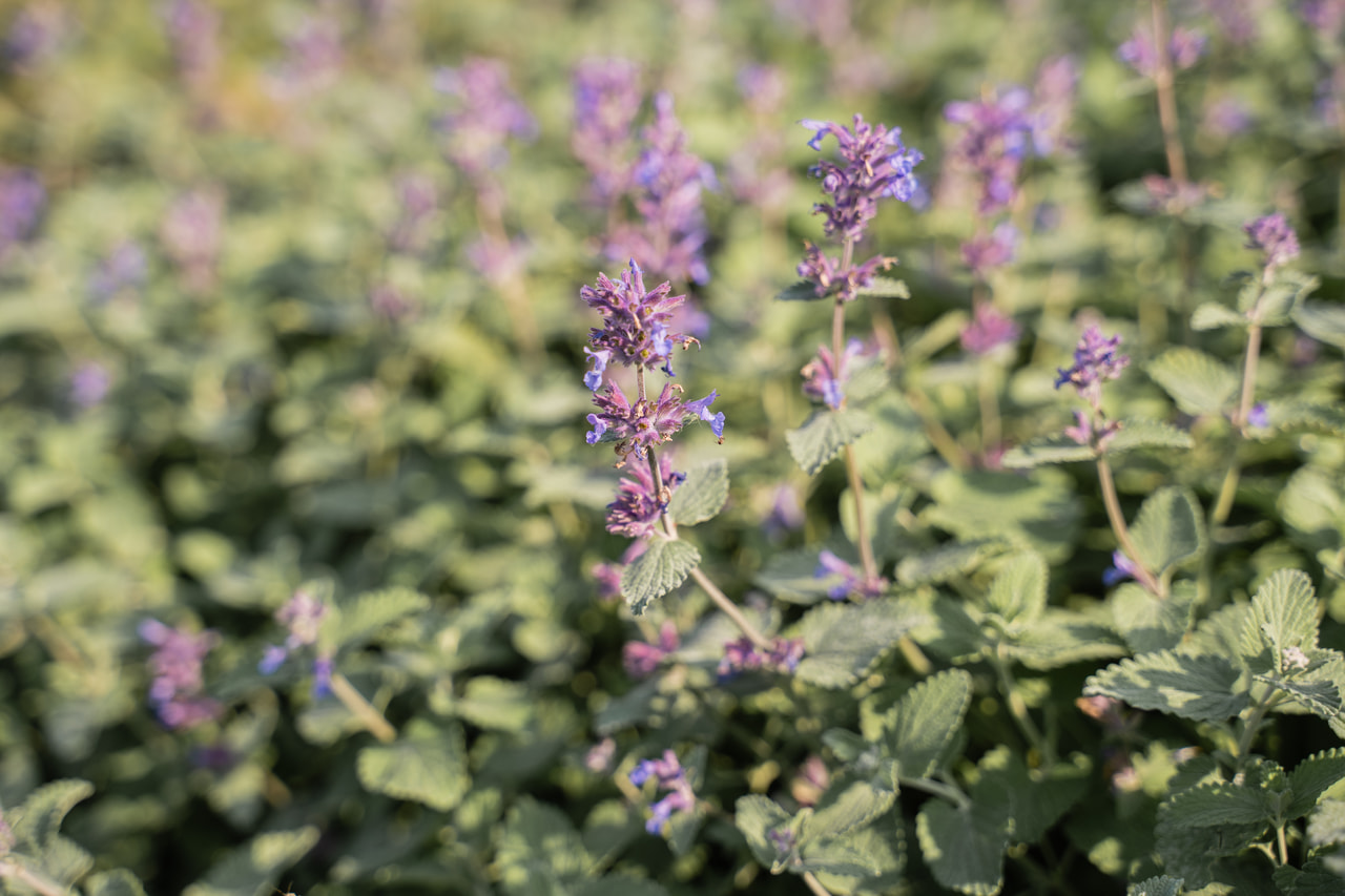 Macskamenta Superba, Loukykvět