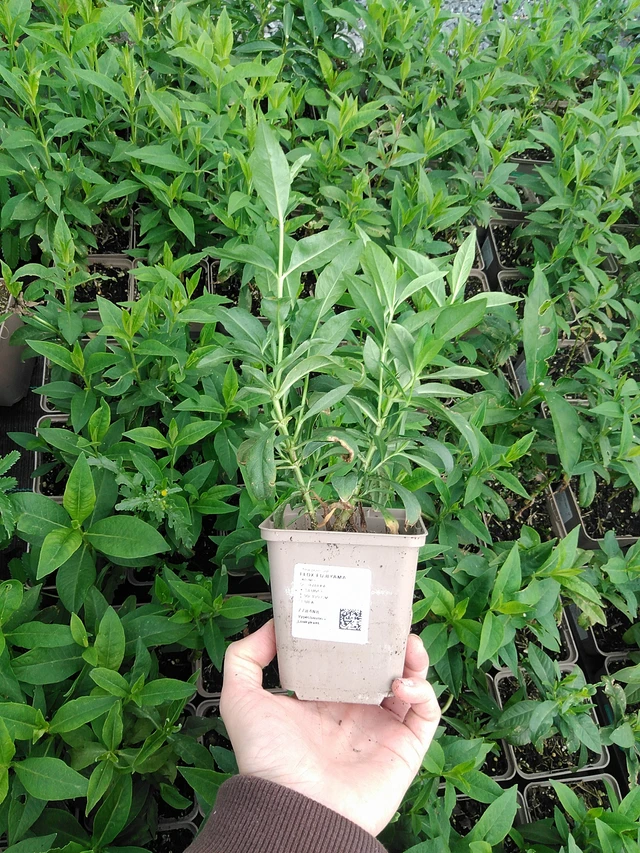 Phlox Fujiyama - 9. 6. 2025