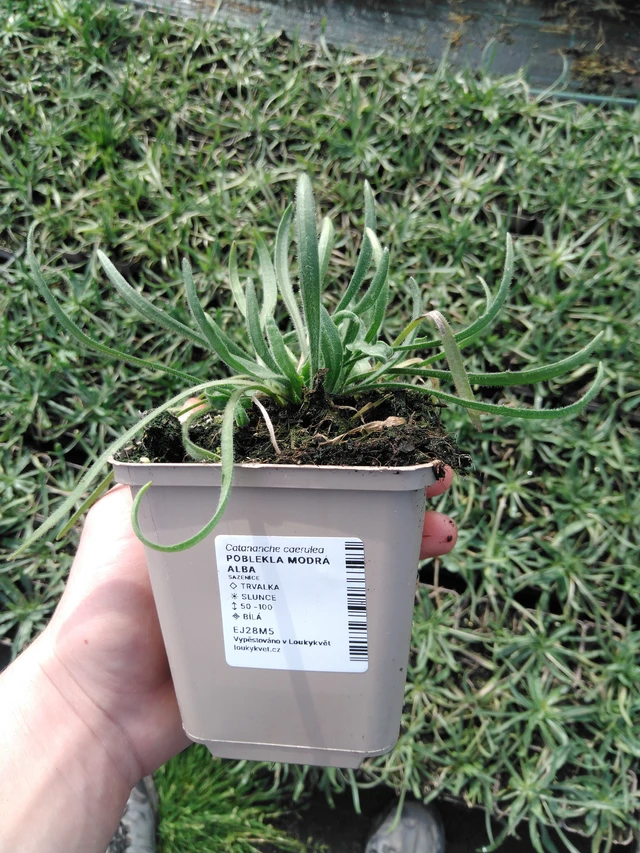 Lobelia azul Alba - 2024