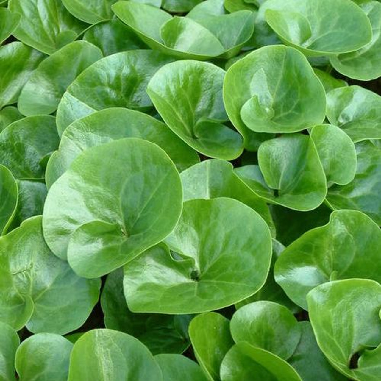 Kopytník evropský, Loukykvět