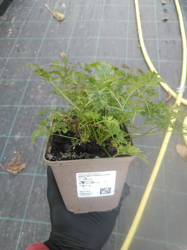 Udatna Porzellan - 13. 10. 2025