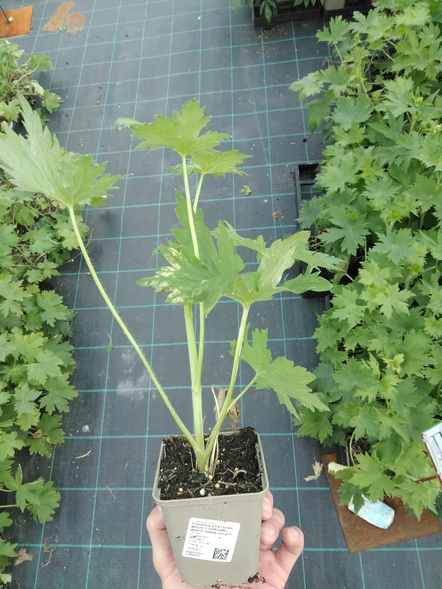 Larkspur Magic Fountains White (Dark Bee) - 24. 6. 2025