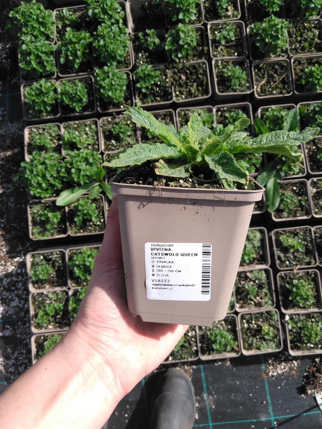 Divizna Cotswold Queen - 2024