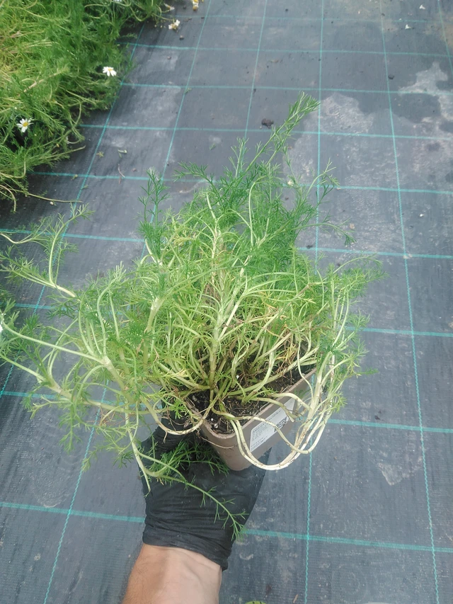 Rmenec sličný  - 10. 9. 2025