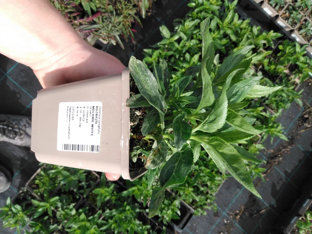 Verónica Melanie White - 2024