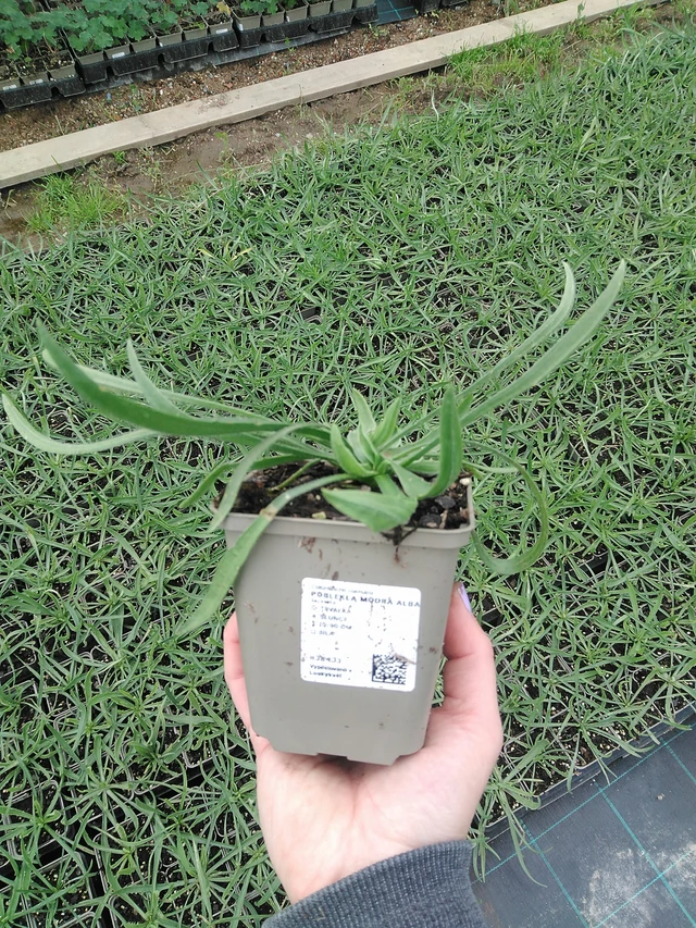 Lobelia azul Alba - 9. 6. 2025