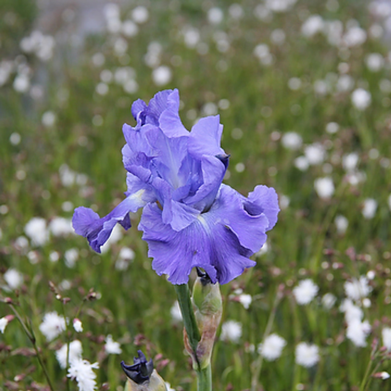 Kosatec Metolius Blues, Loukykvět