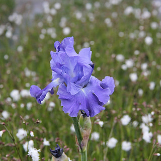 Kosatec Metolius Blues, Loukykvět