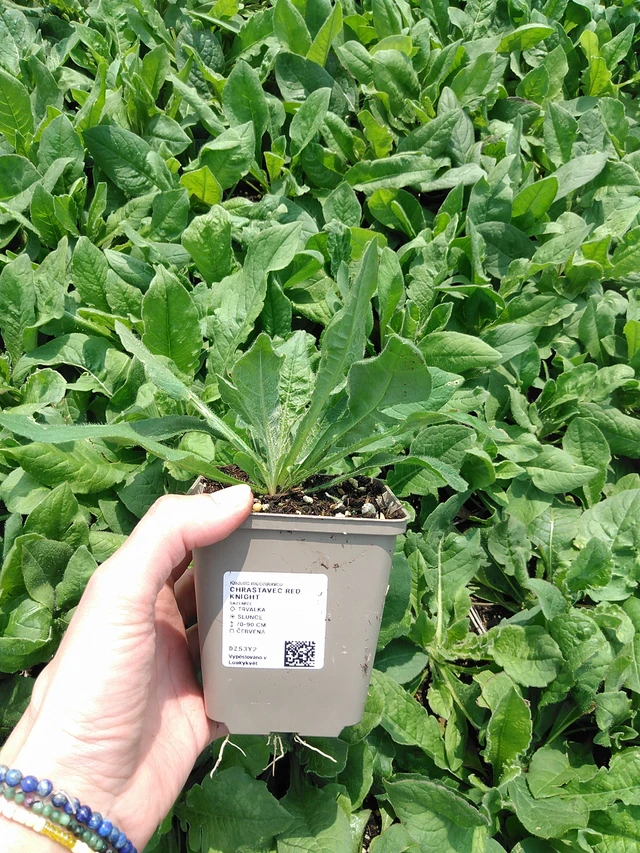 Scabiosa Red Knight - 9. 6. 2025