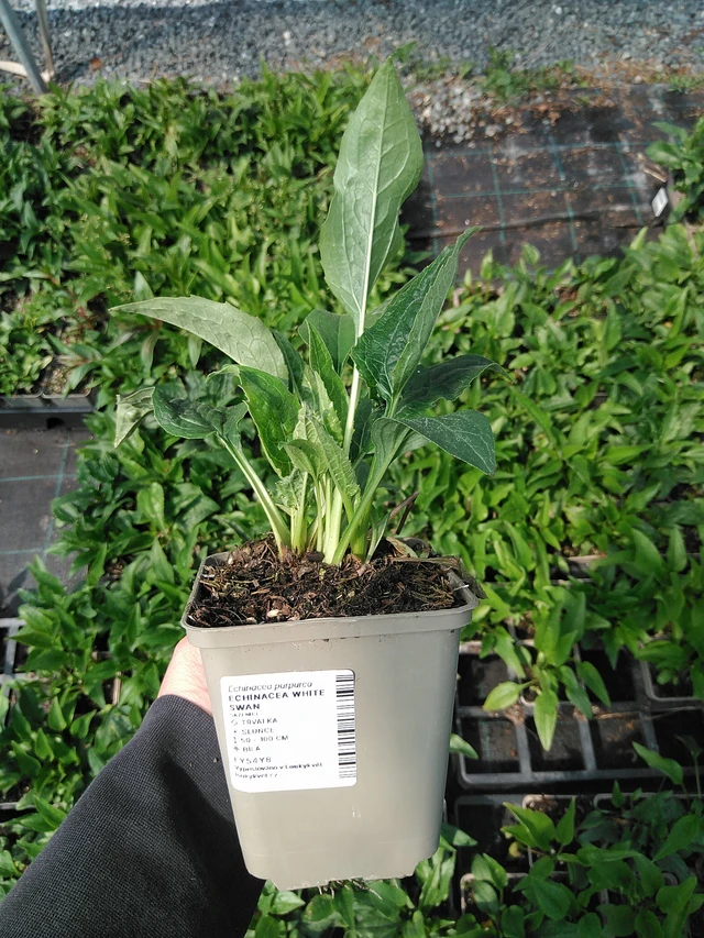 Echinacea White Swan - 13. 5. 2025