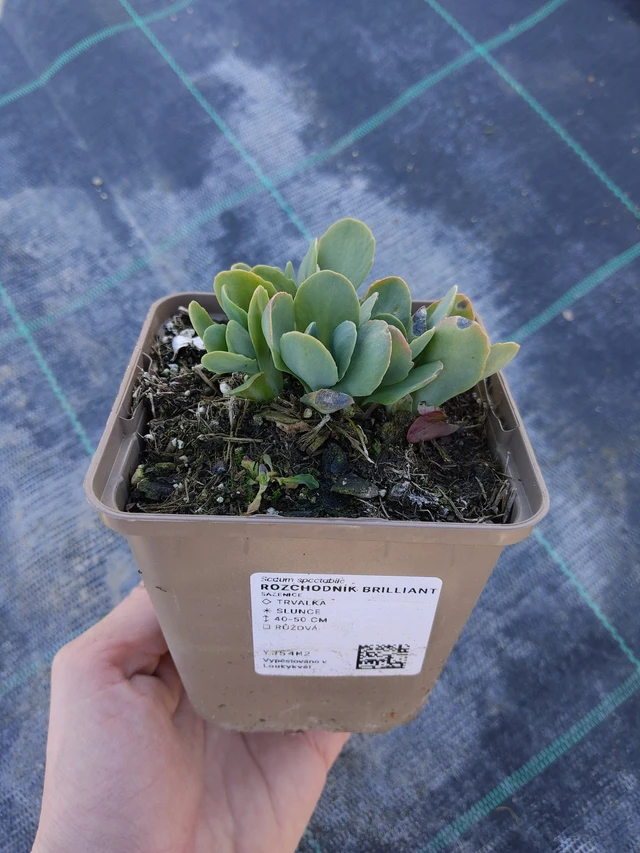 Varjúháj Brilliant - 27. 3. 2026