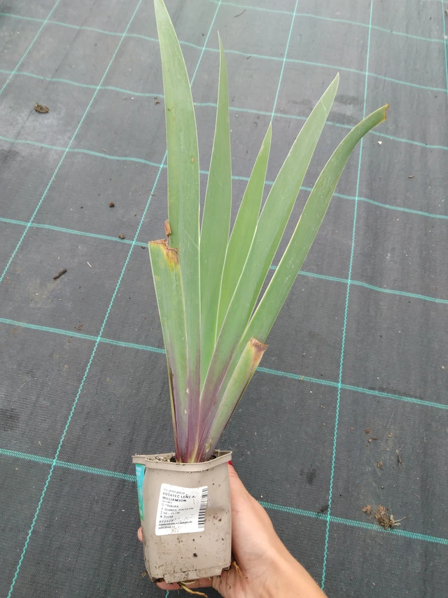 Iiris Lent A. Williamson - 10. 9. 2025