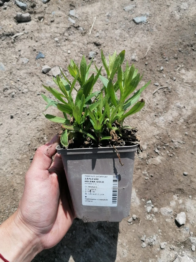 Sneezeweed Helena Gold - 2024