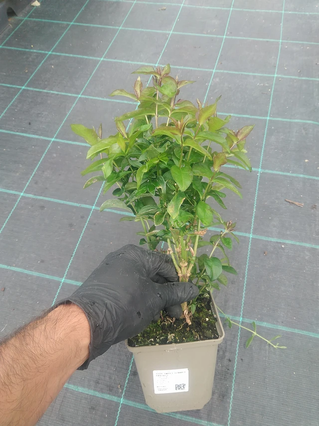 Flox Sweet Summer Fantasy - 10. 9. 2025