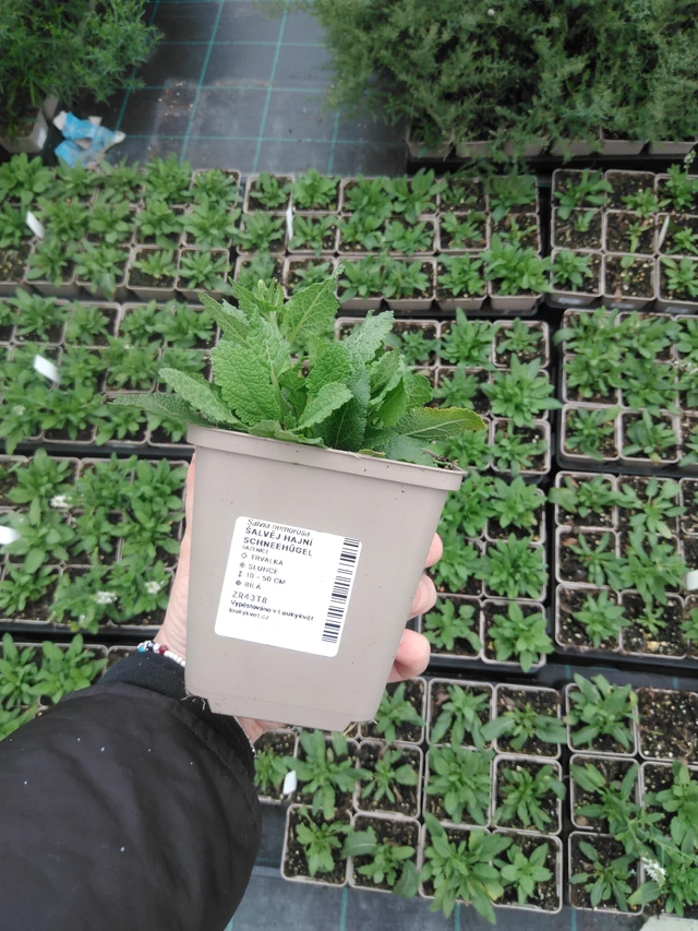 Šalvěj hajní Schneehügel - 2024