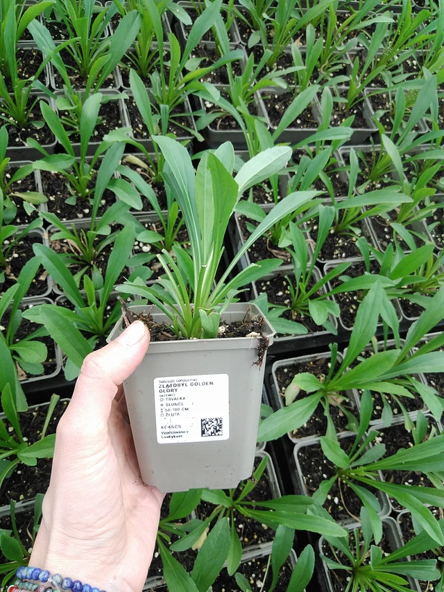 Kanadanpiisku Golden Glory - 9. 6. 2025