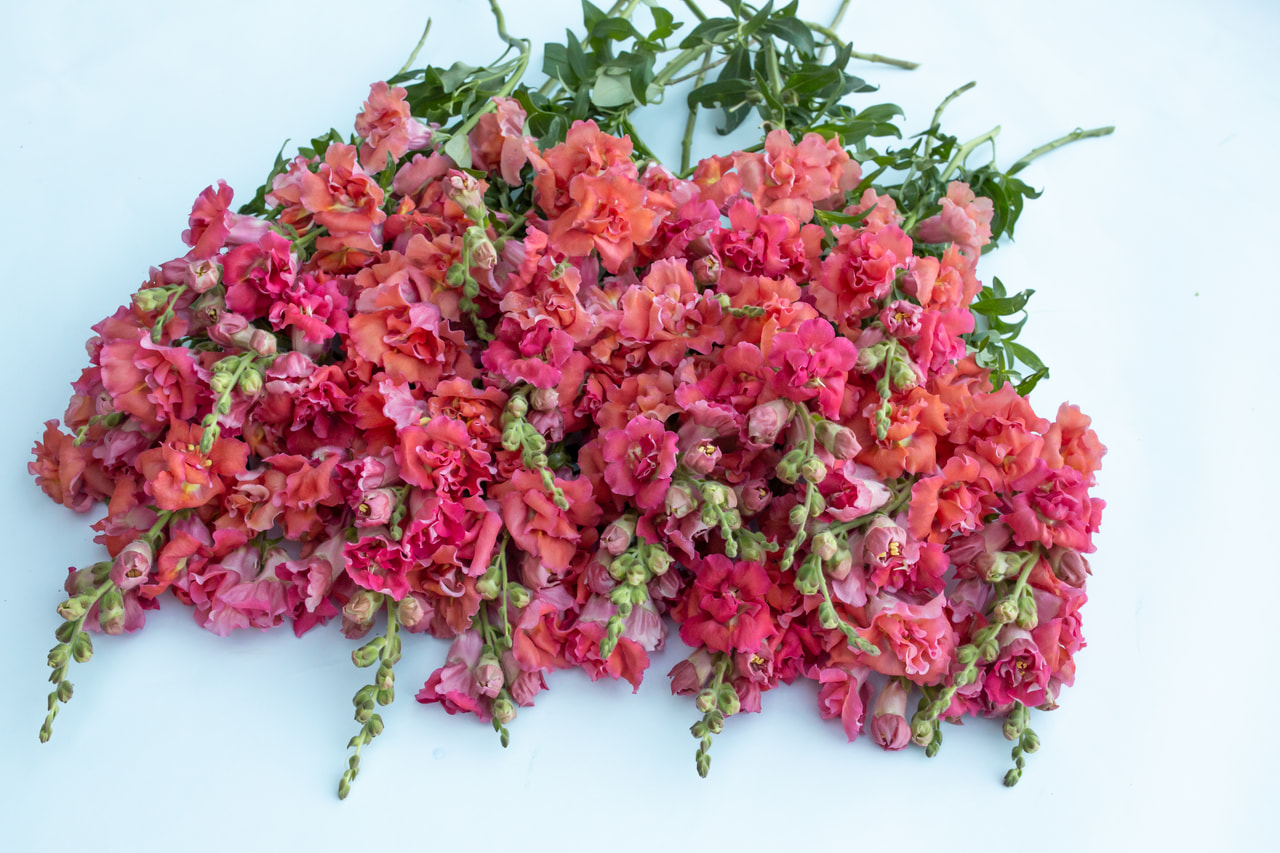 Lejongap Madame Butterfly Cherry Bronze, Loukykvět