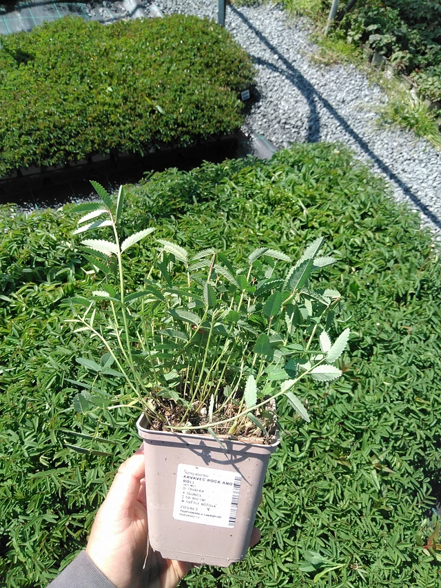 Veriheinä Rock and Roll - 13. 5. 2025