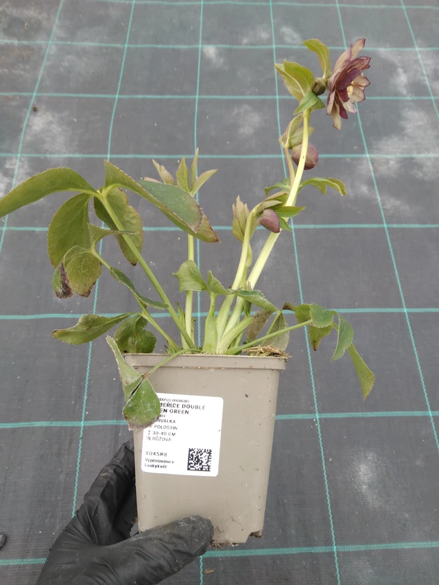 Hunyor Double Ellen Green - 1. 4. 2026