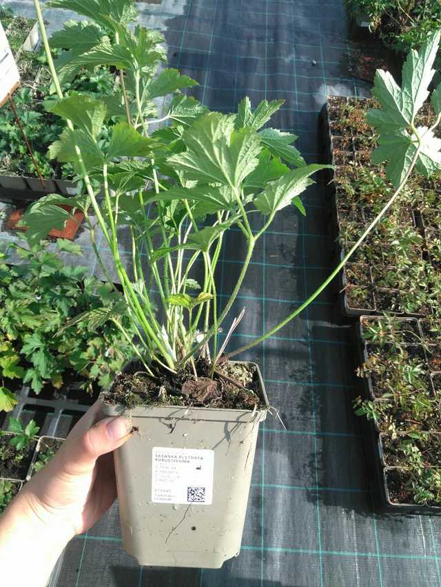 Sasanka plstnatá Robustissima - 11. 7. 2025