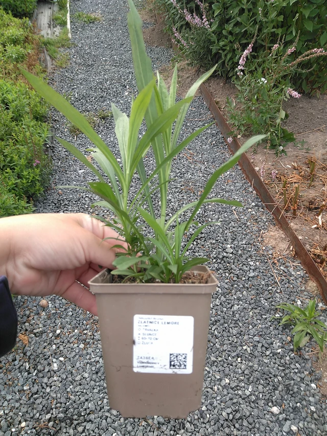 Solidago Lemore - 11. 7. 2025