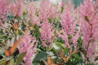 Astilbe Erika, Loukykvět